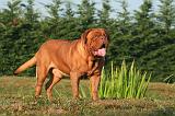 DOGUE DE BORDEAUX 372